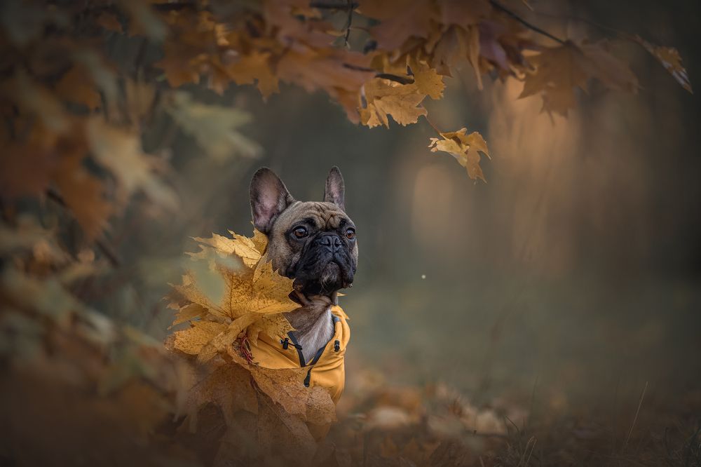 Photograph by Елена Самусенкова