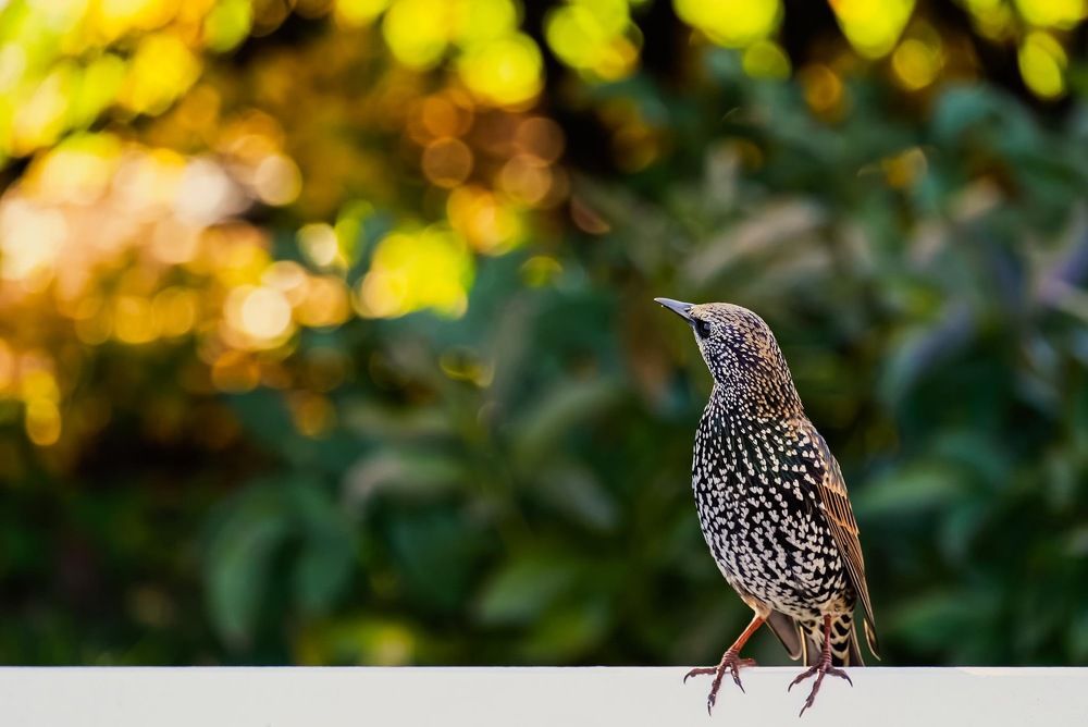 Фотография автора Виктория Бердышева