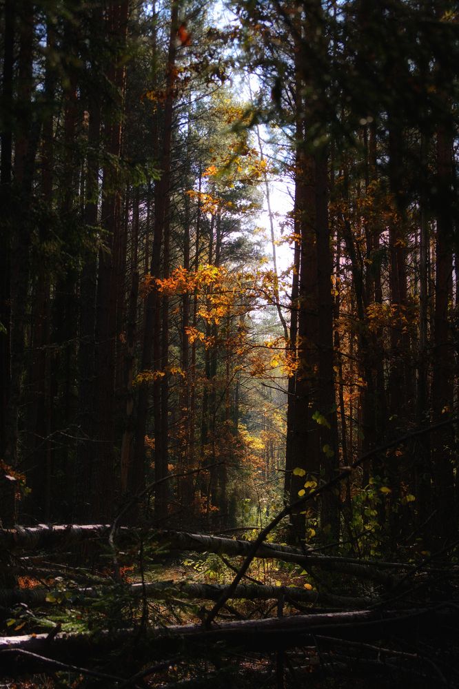 Photograph by Сергей Симаков