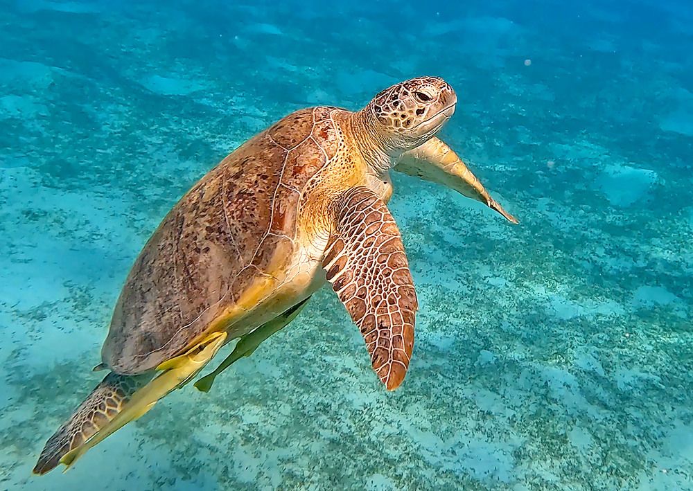Zeeschildpad in de wateren bij Marsa Alam in Egypte