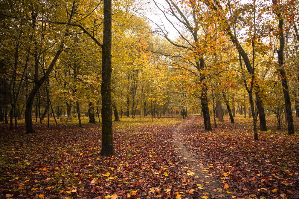 Фотография автора Дмитрий Referee