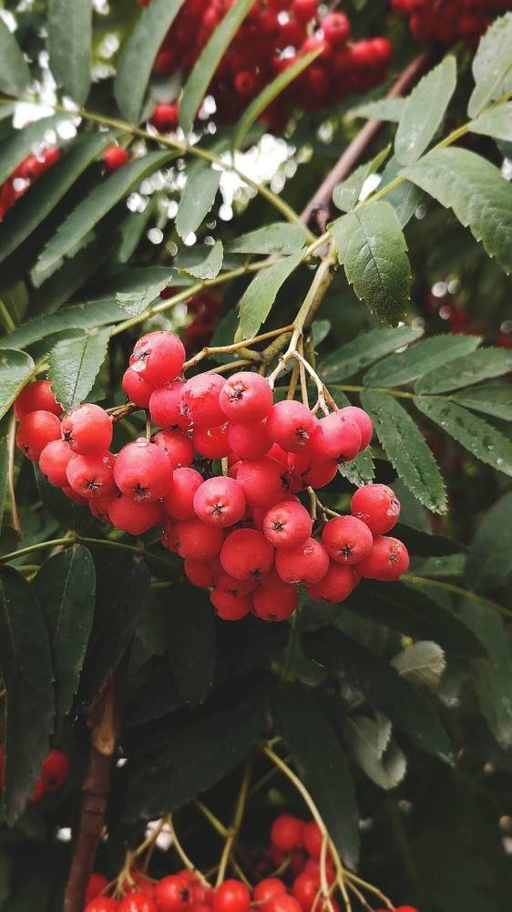 Фотография автора Анна Морозова