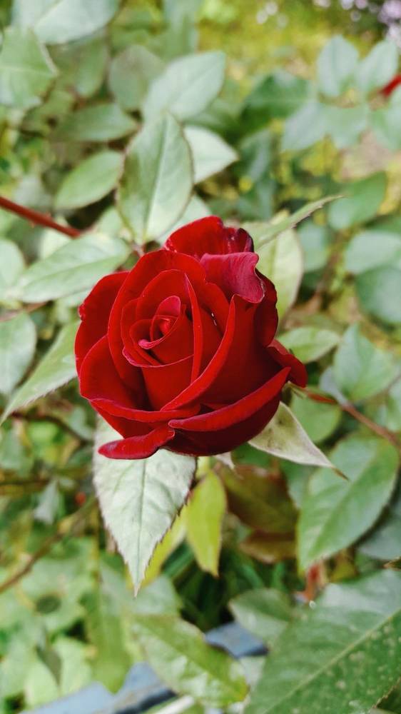 Фотография автора Анна Морозова