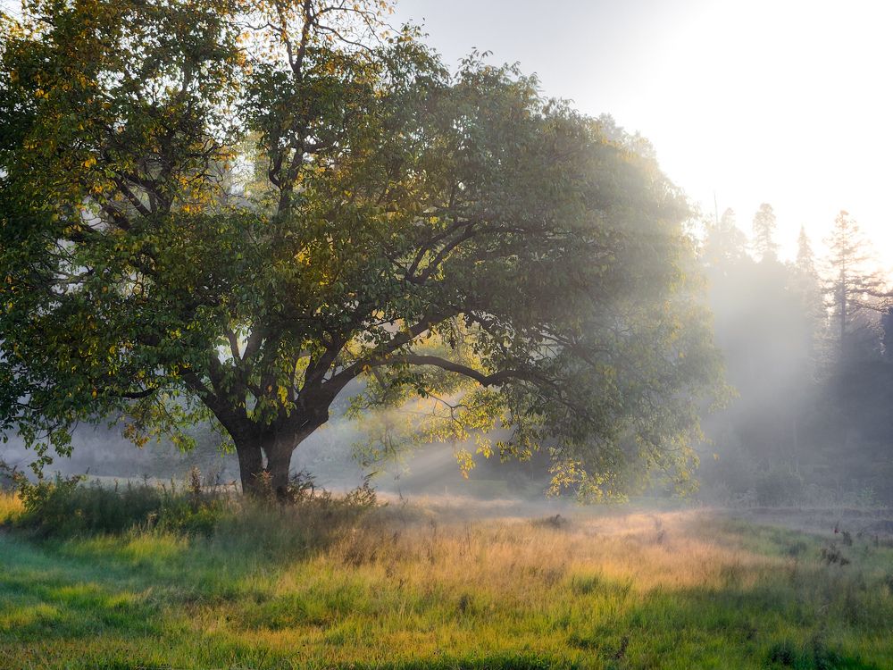 Sunlit canopy