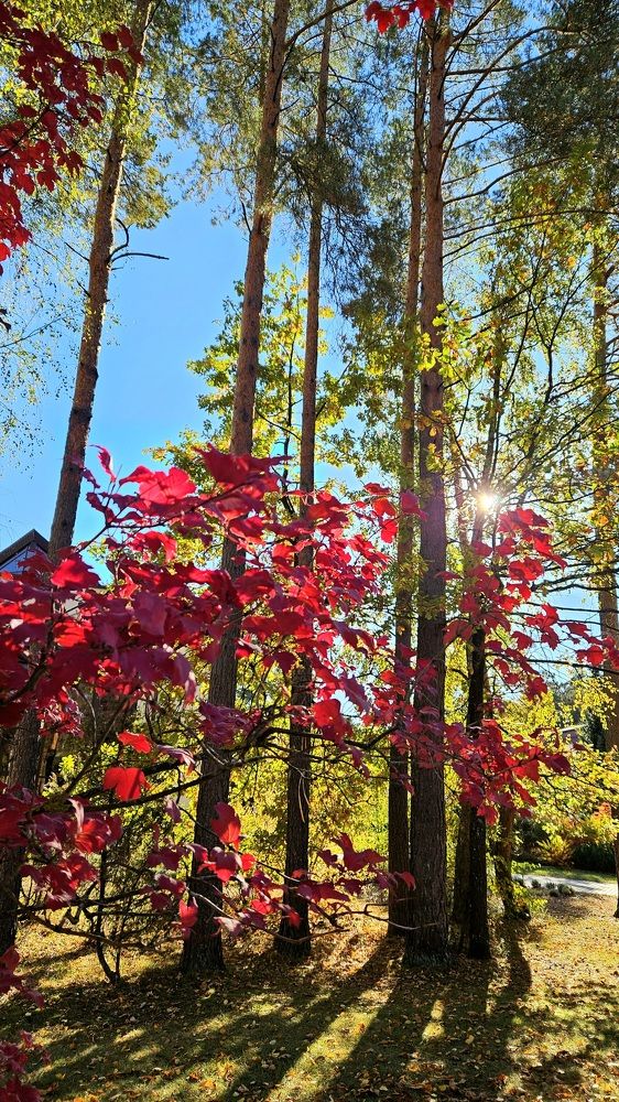 Photograph by Наталья Пагоцкая