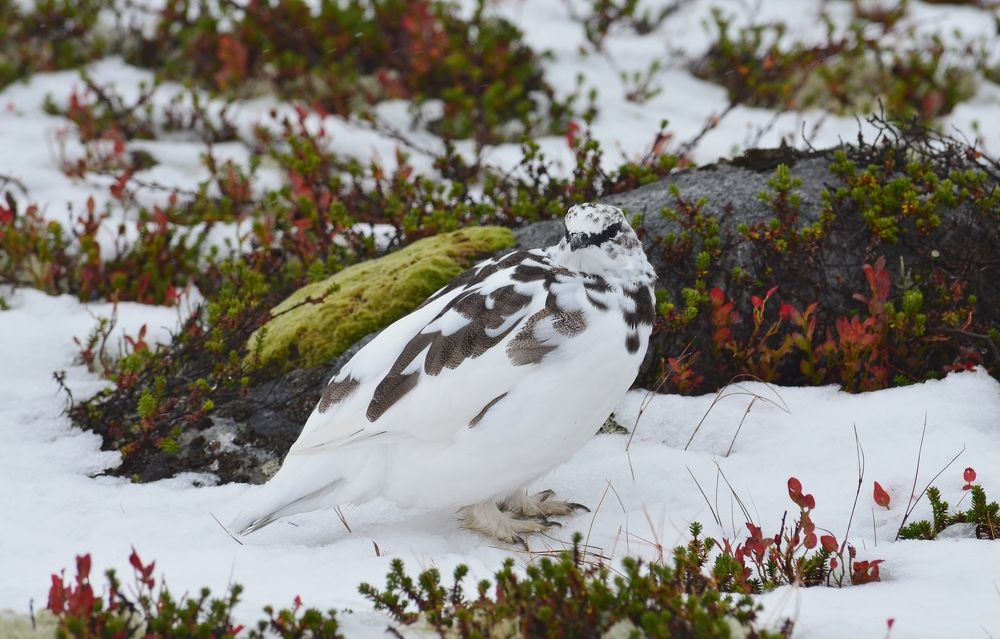 Куропатка на Лисьей горе