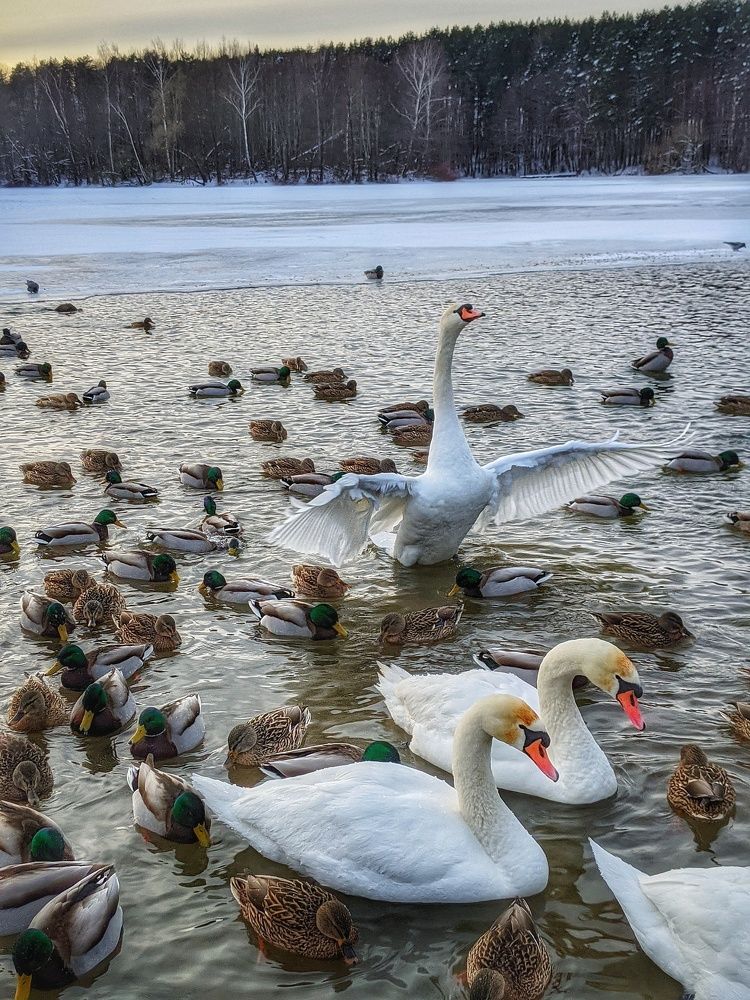 Photograph by Владимир Шаруба