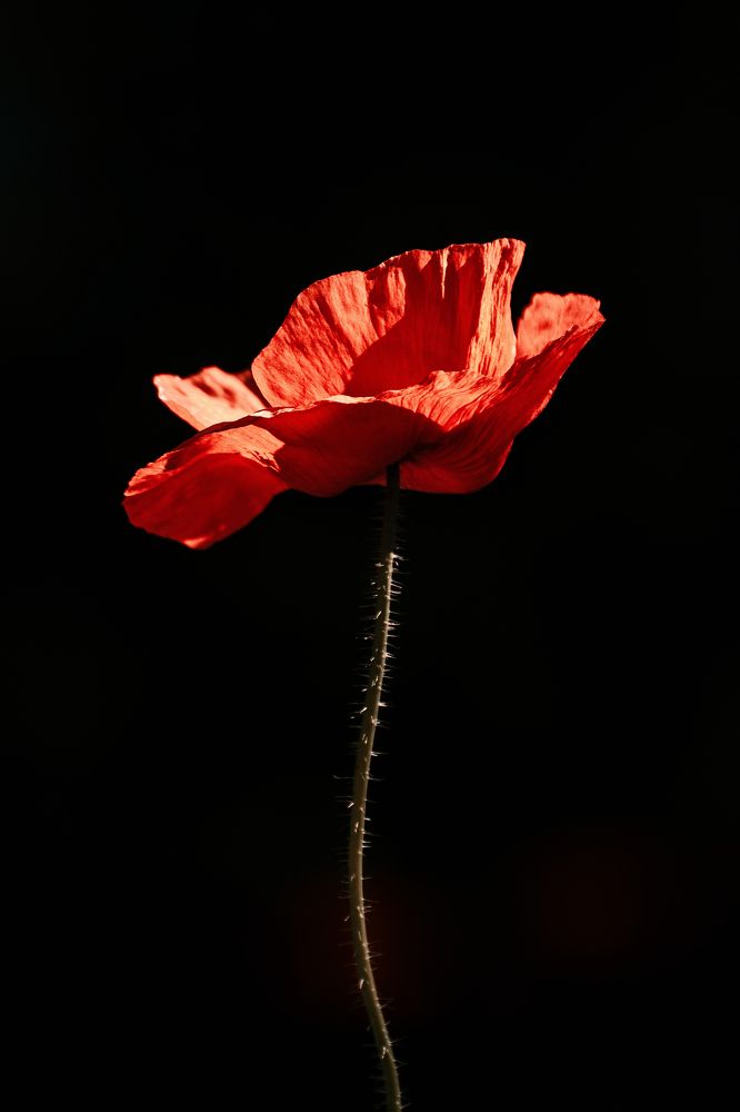 Фотография автора Ольга Анисимова