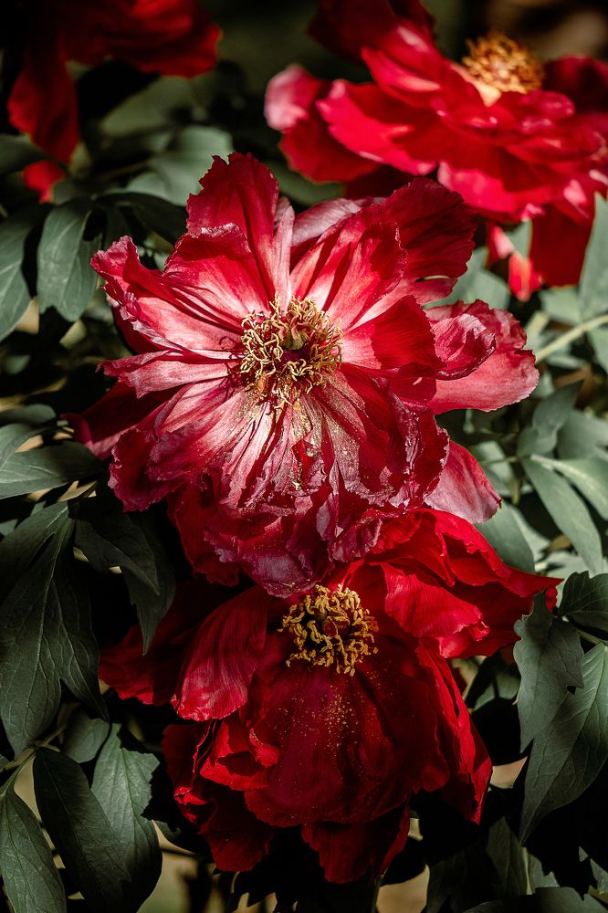 Фотография автора Ольга Анисимова