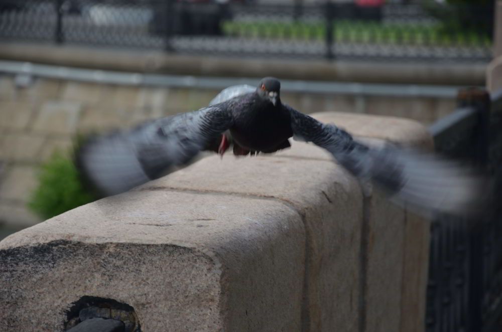 Фотография автора Крутяков Арсений