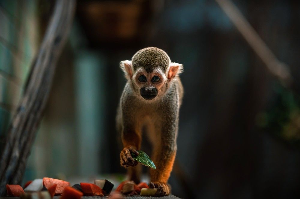 Photograph by Max Justh