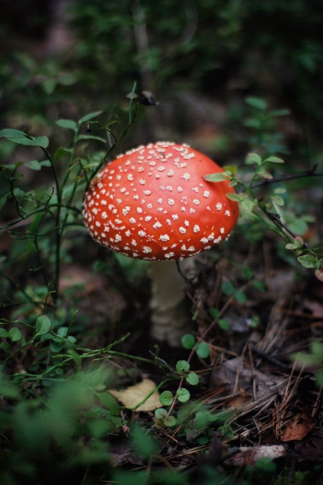 Photograph by Астафьева Анастасия