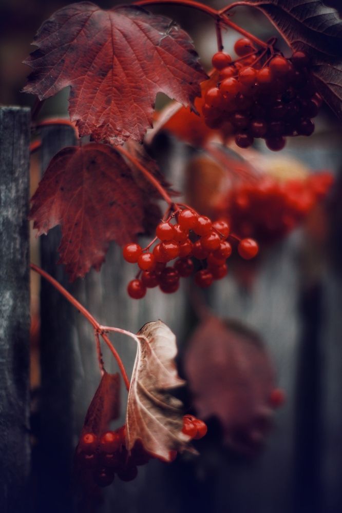 Photograph by Астафьева Анастасия