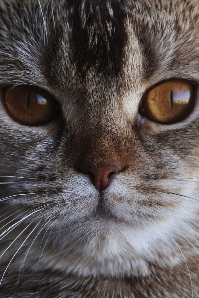 Фотография автора Алёна Калинина