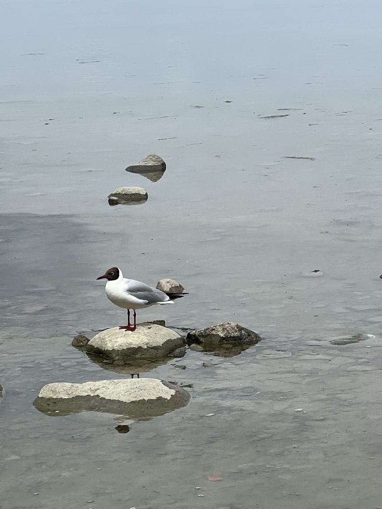 Photograph by Алла Кочергина