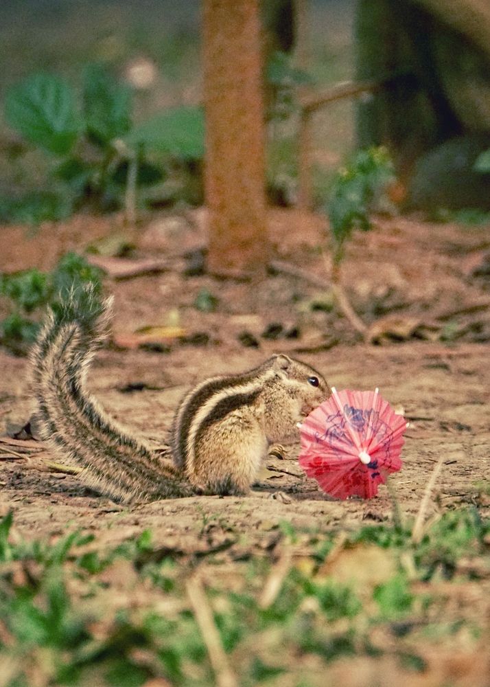 Фотография автора Washiful Majid