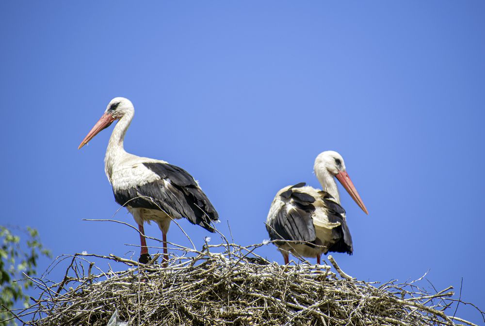 Фотография автора Андрей Гордиенко