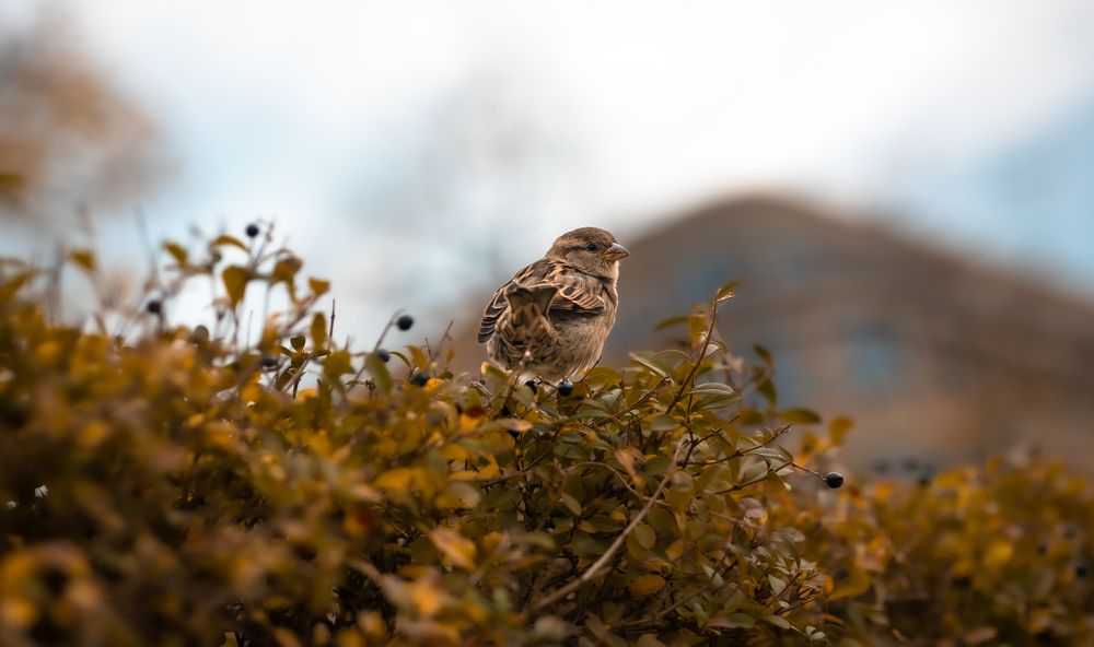 Photograph by Max Justh