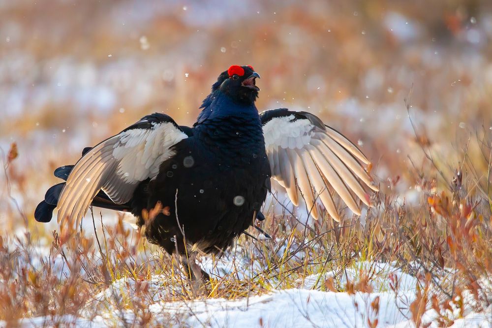 На крыльях весны