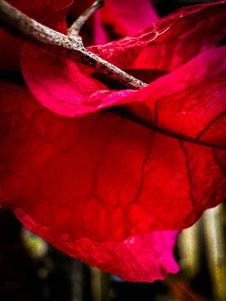 Photograph by Ricardo Patrese