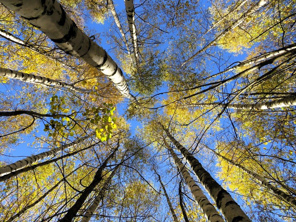 Photograph by Лариса Агеева