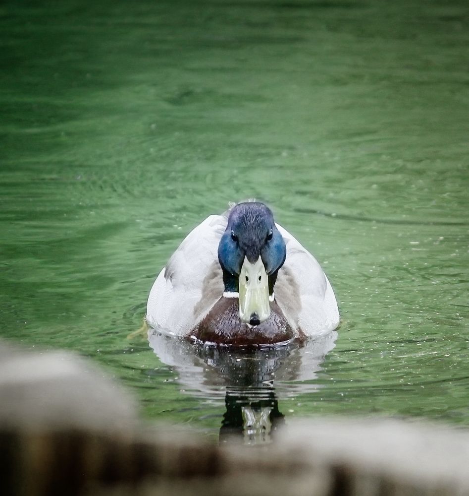 Photograph by Dina Garipova