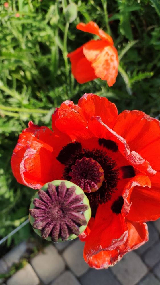 Photograph by Калюнова Наталья