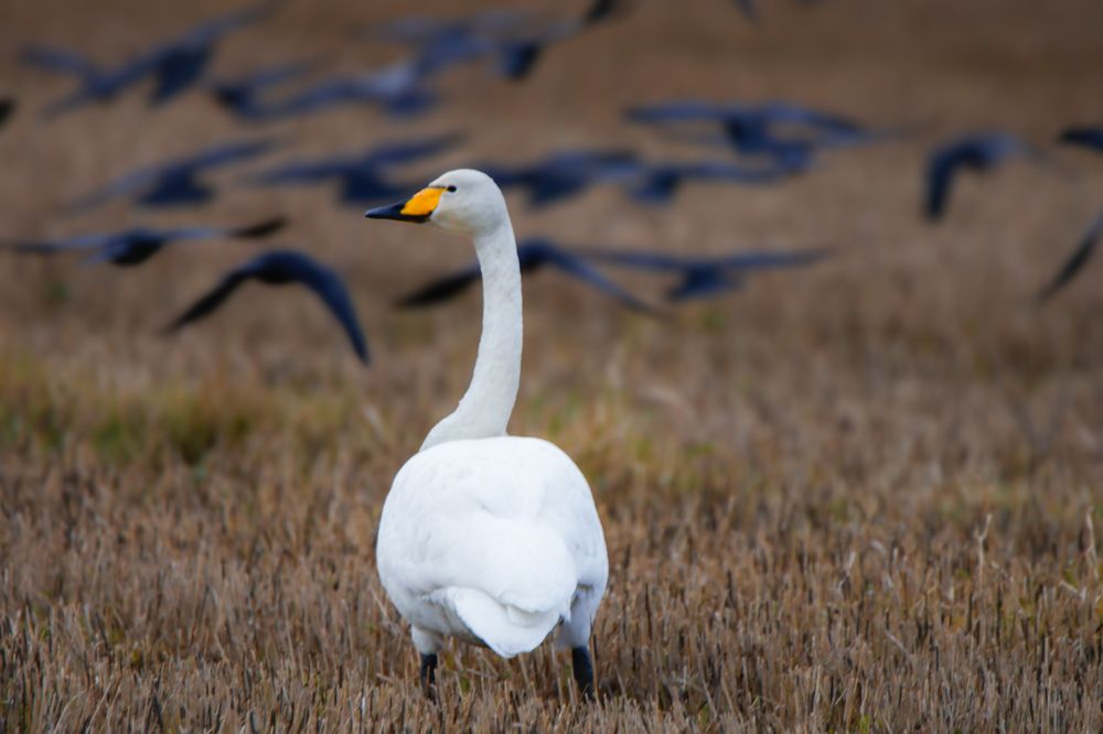 Photograph by Андрей Шабанов