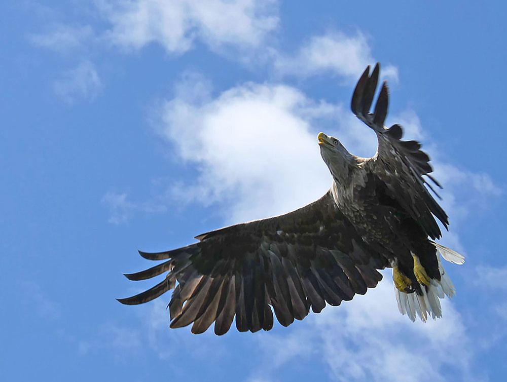 Zeearend hoog in de lucht!
