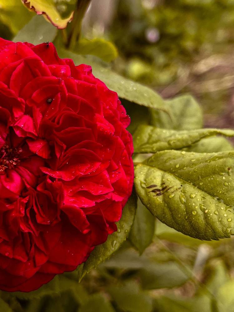 Photograph by Ekaterina