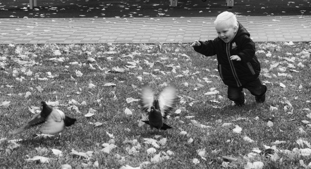 За Синей птицей