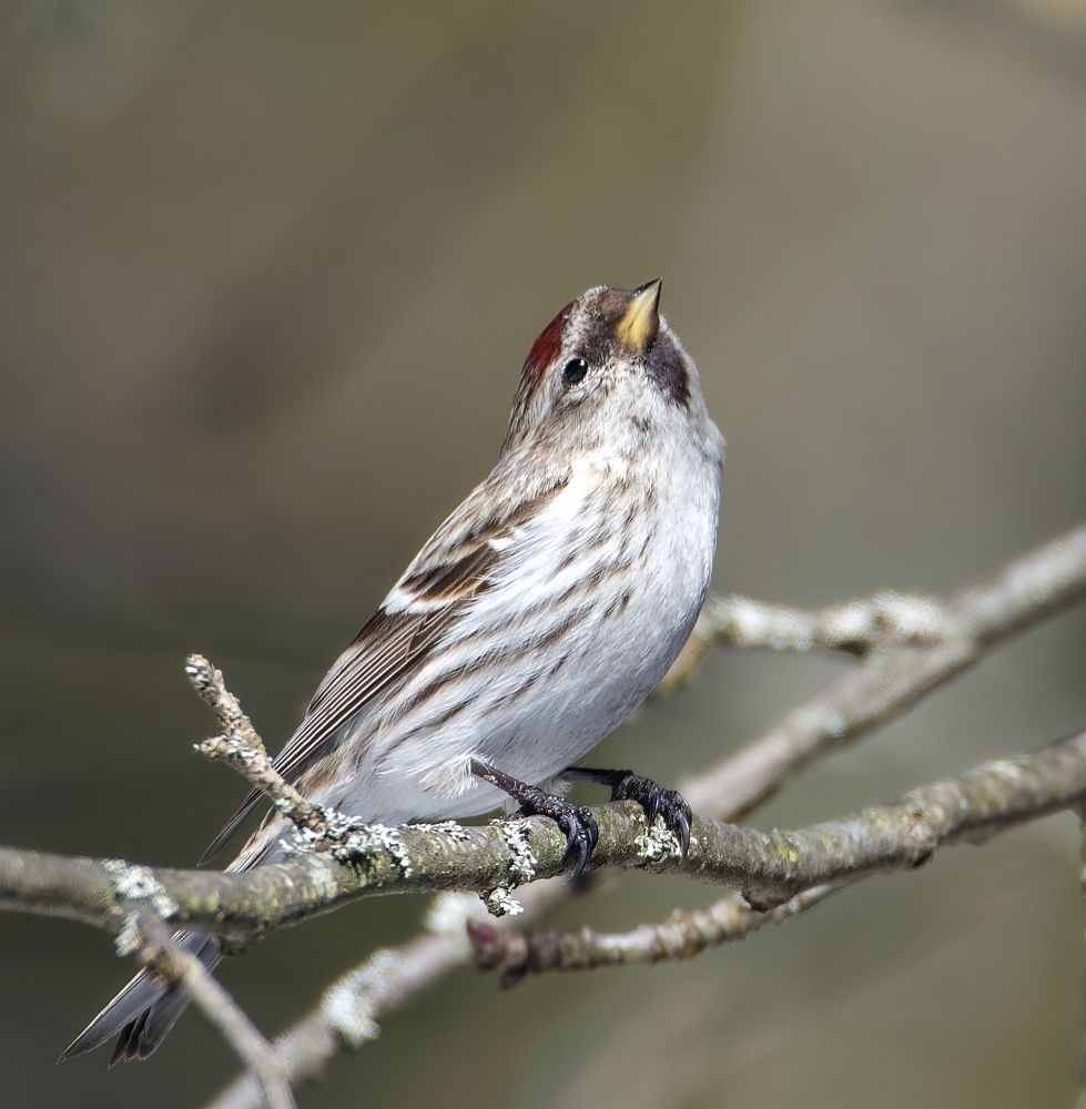 Photograph by Людмила Железнова