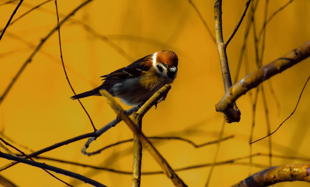 птицы Москвы