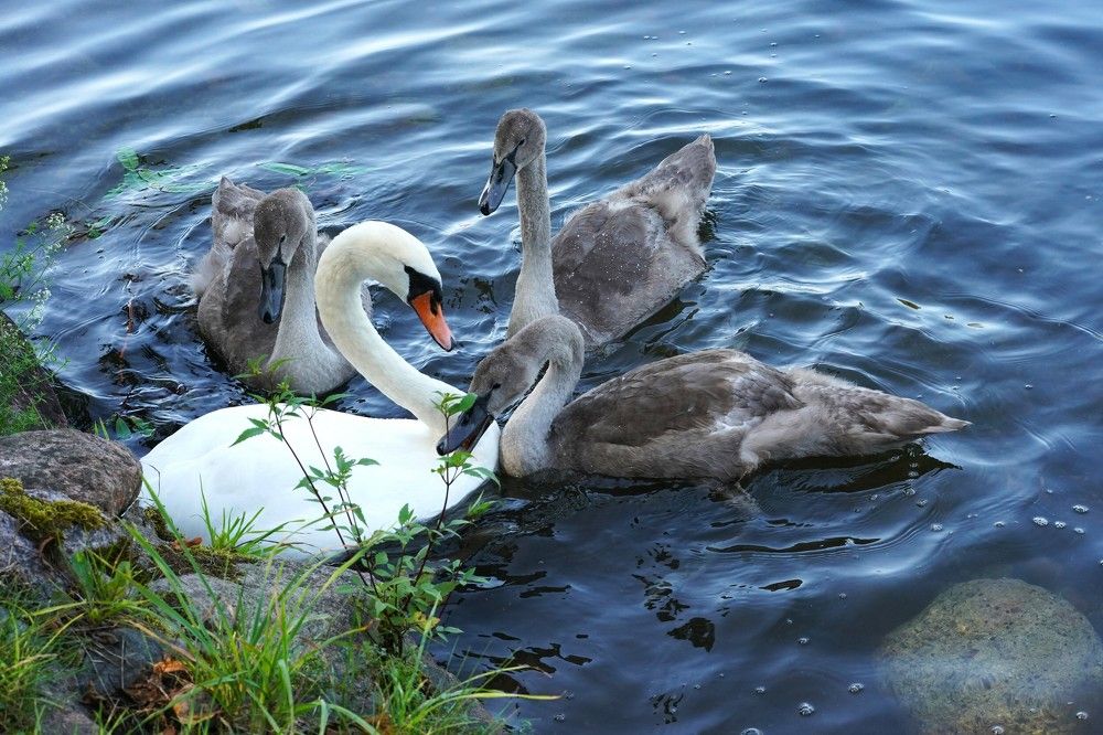 Семья лебедей