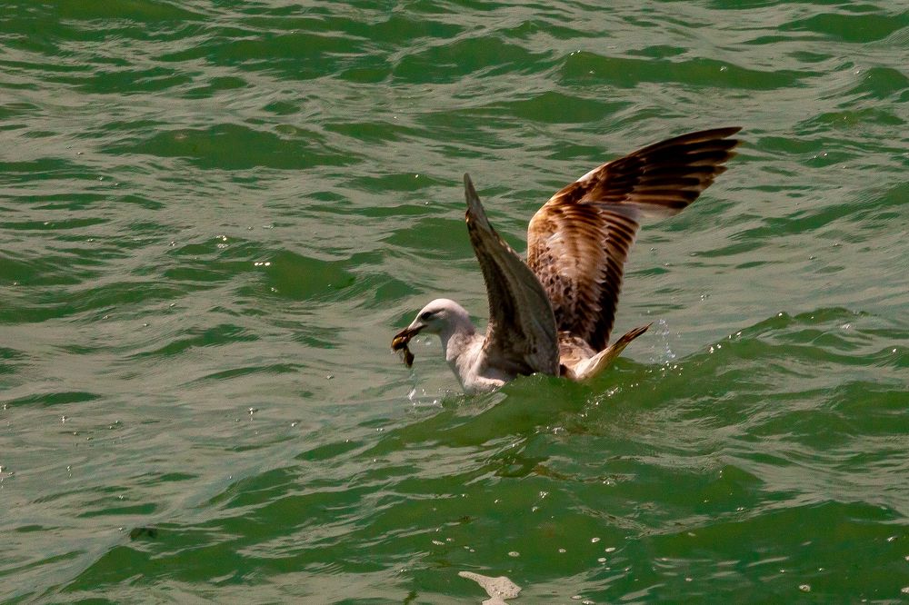 Чайка на охоте