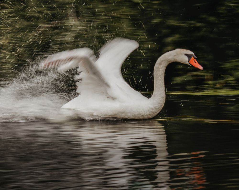 Photograph by Tatsiana Sialiuk