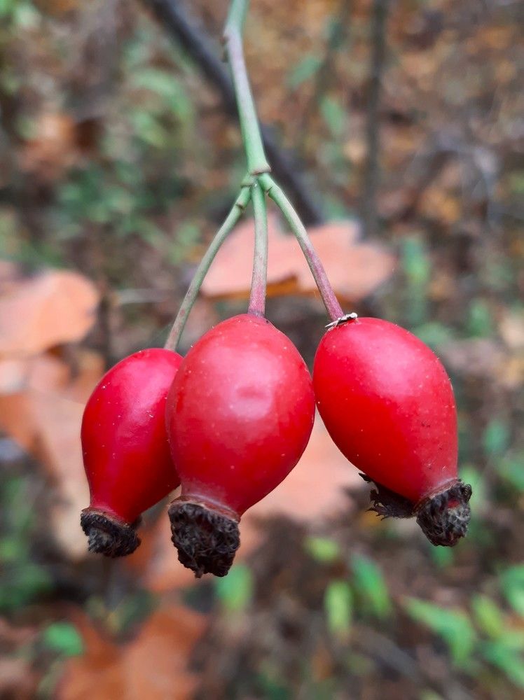 Photograph by Галина Глазкова