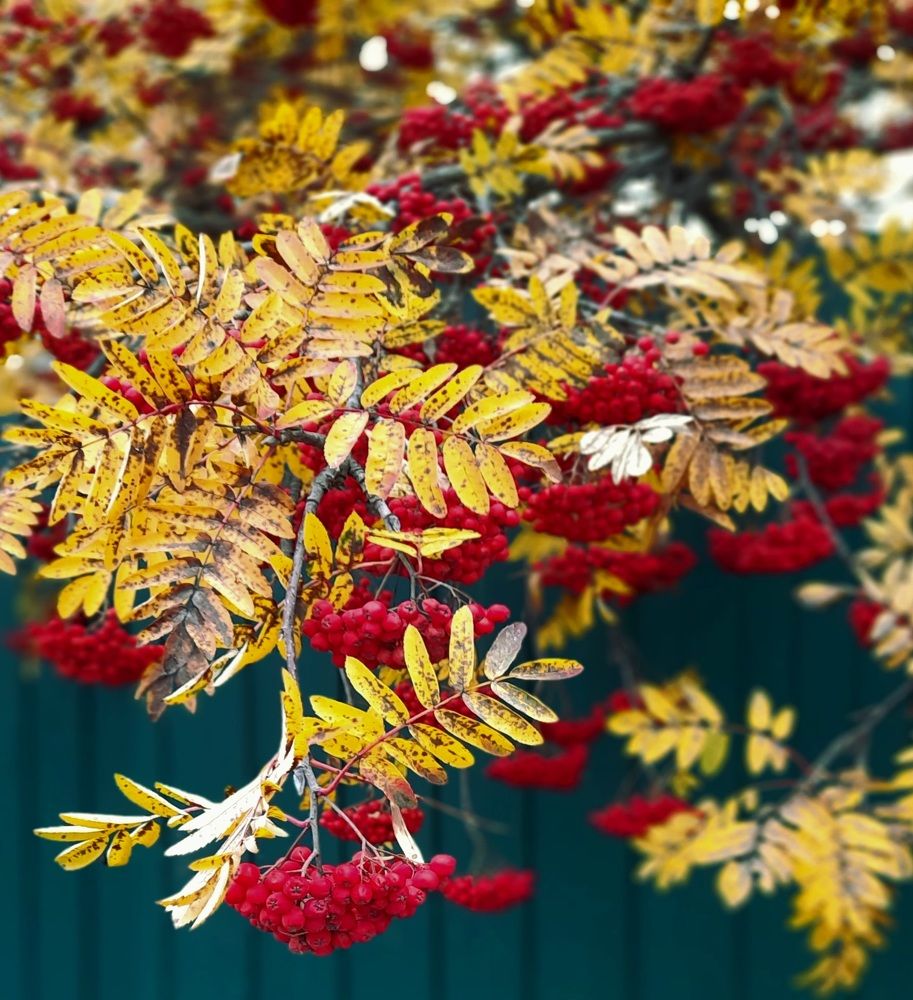 Photograph by Соколова Елена