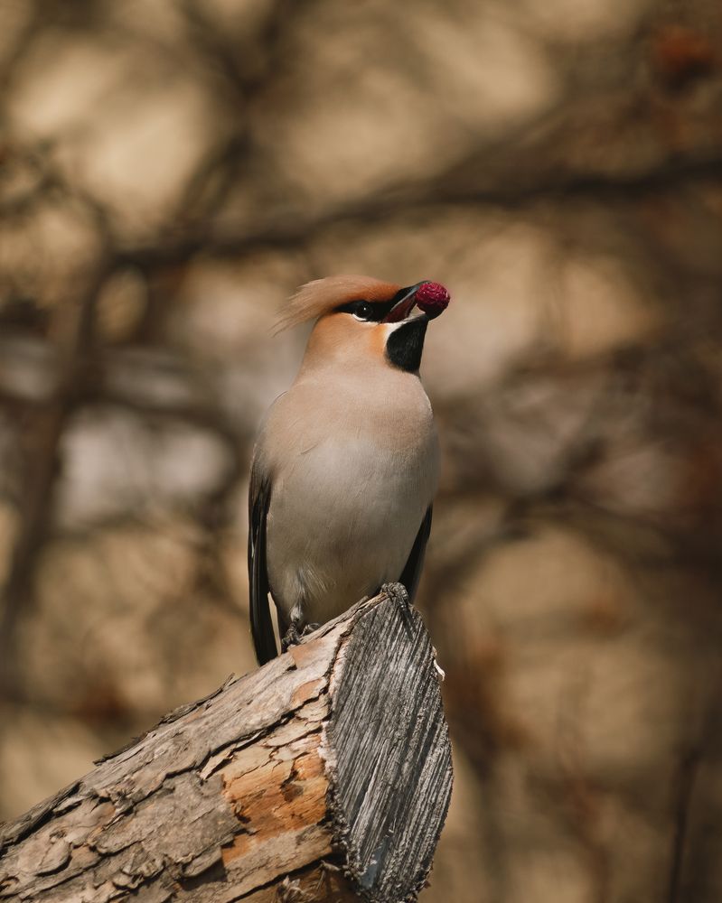 Photograph by Florian Wood