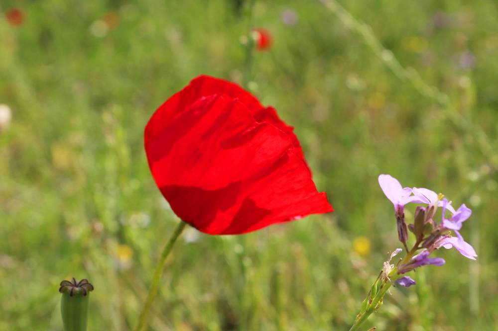 Photograph by Babak Akvan