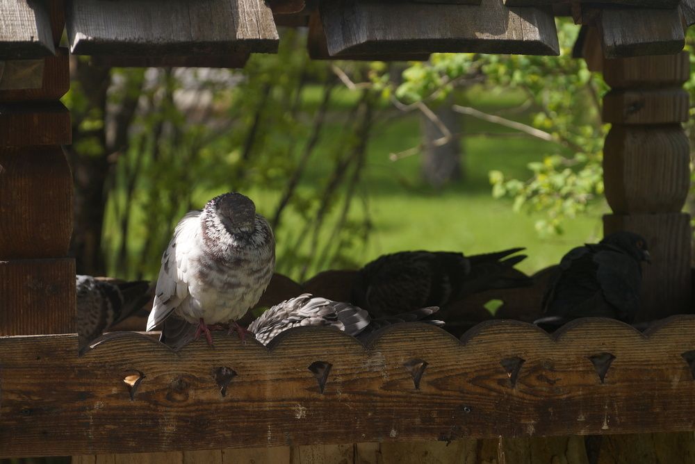Фотография автора Крутяков Арсений