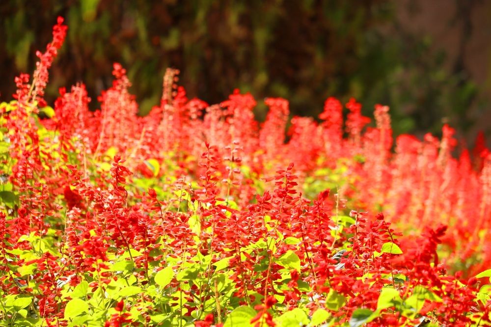 Photograph by Babak Akvan