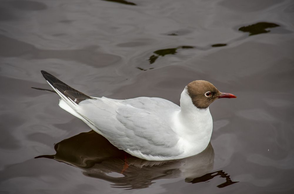 Photograph by Юлиана Иванова