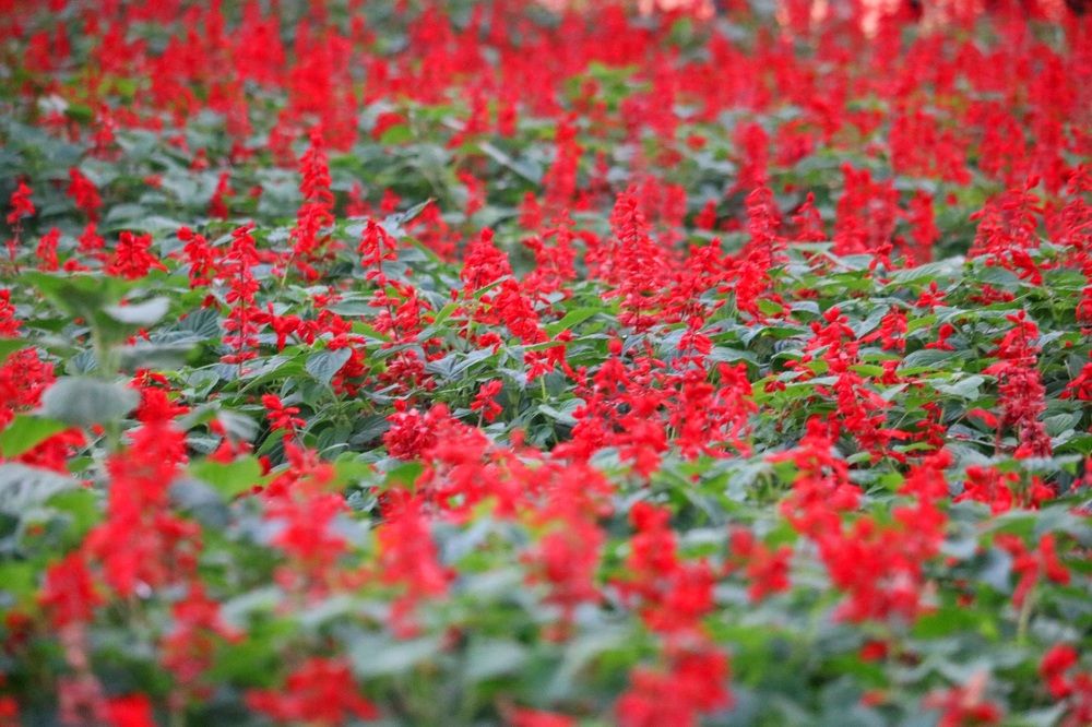 Photograph by Babak Akvan