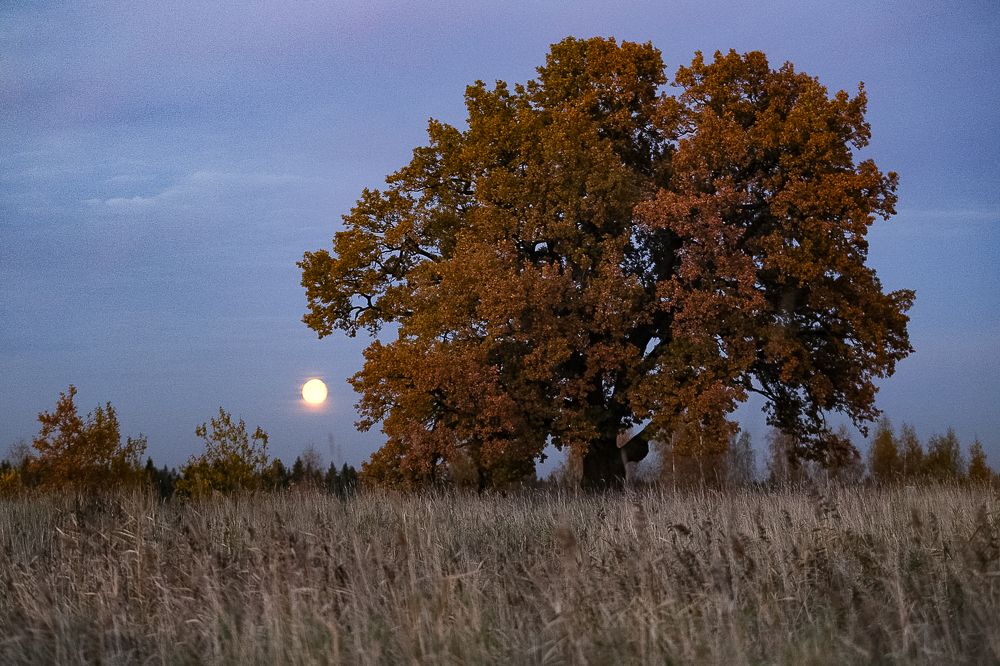 Photograph by Анатолий Буянов