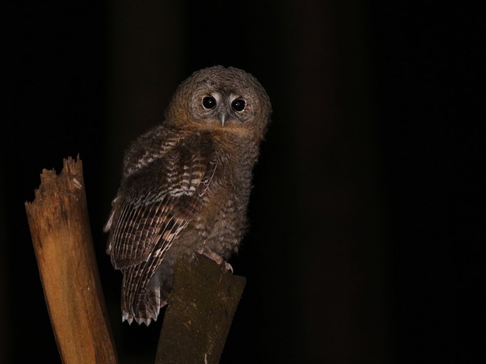 Подросток серой неясыти