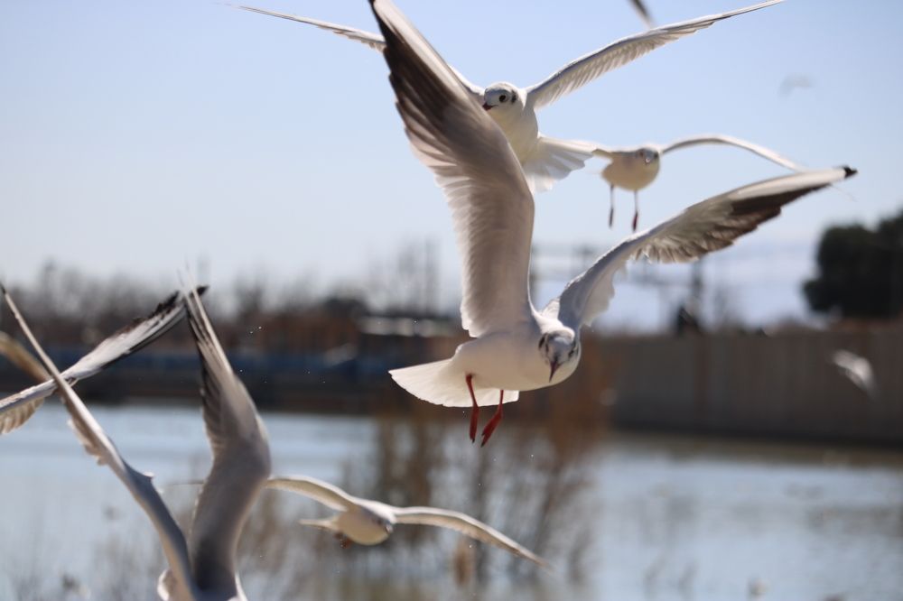 Photograph by Babak Akvan