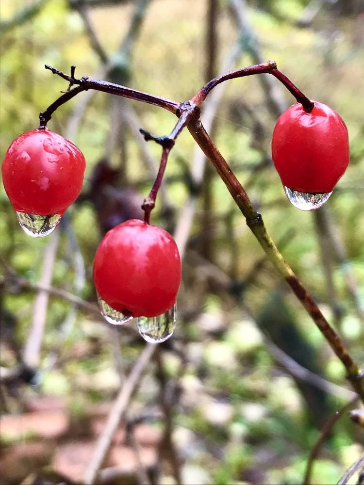 Photograph by Надежда Ткаченко