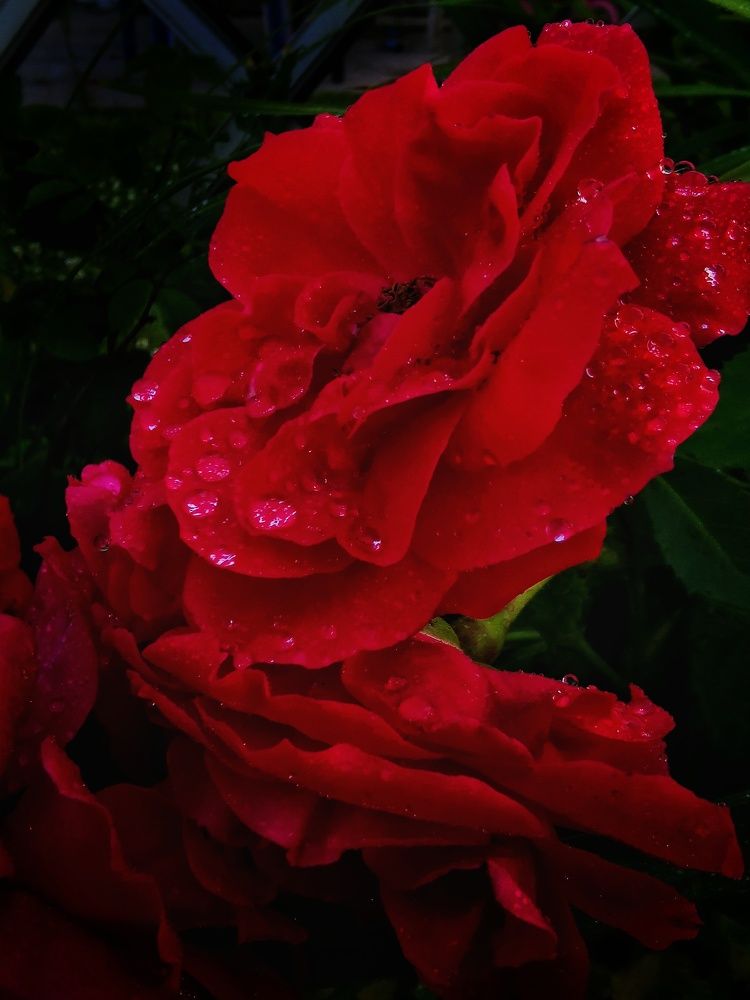 Photograph by Елена Артёменко