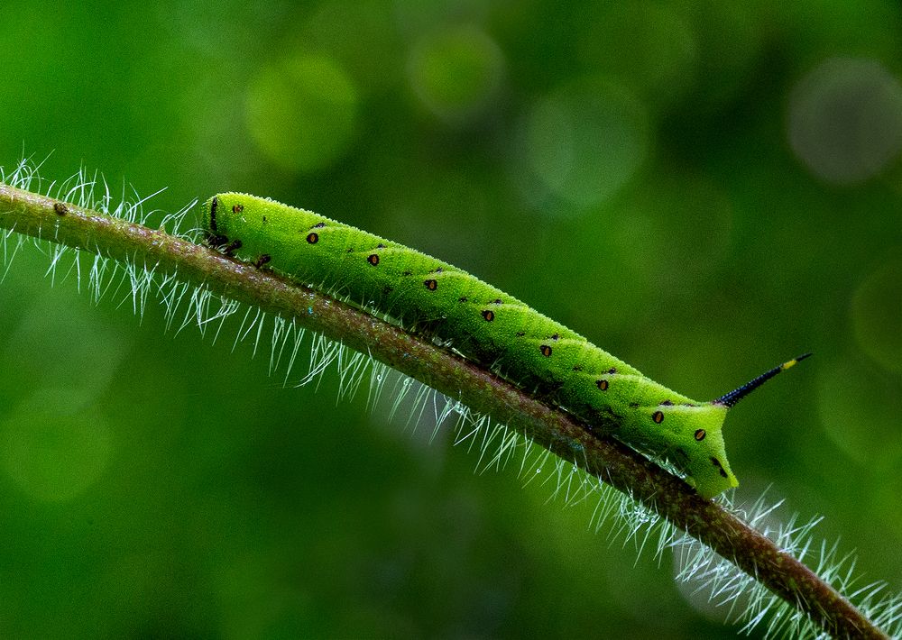 Фотография автора Shatrughan Singh